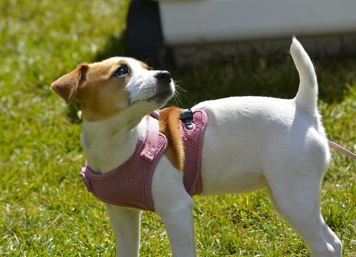Choosing a Dog Body Harness: How to Purchase the Best One