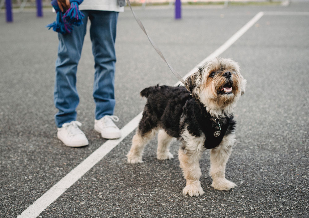 When Should You Use a Retractable Dog Leash?