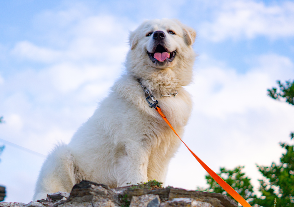 Are Retractable Dog Leashes Dangerous?