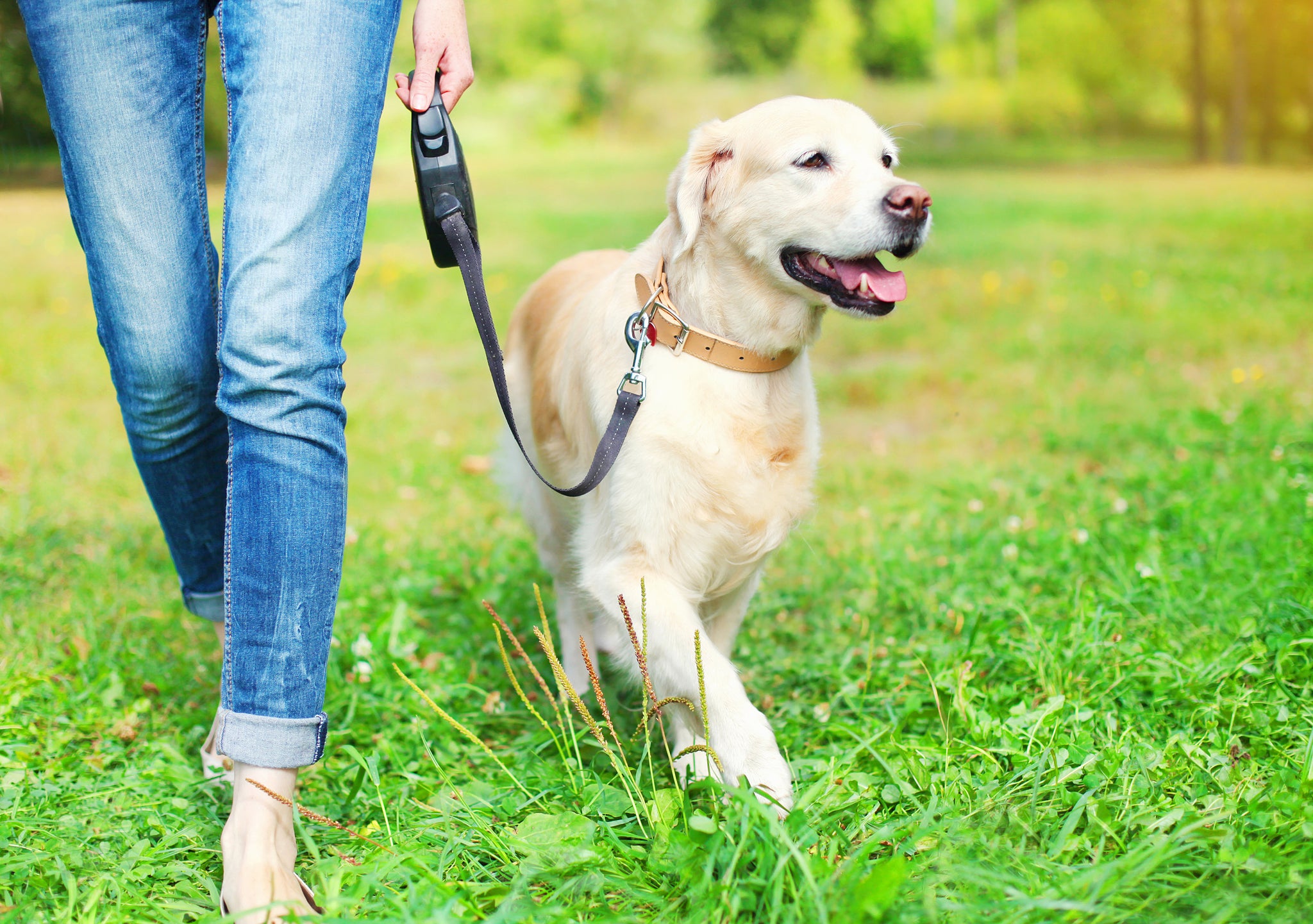 What is a Good Length for a Dog Leash?
