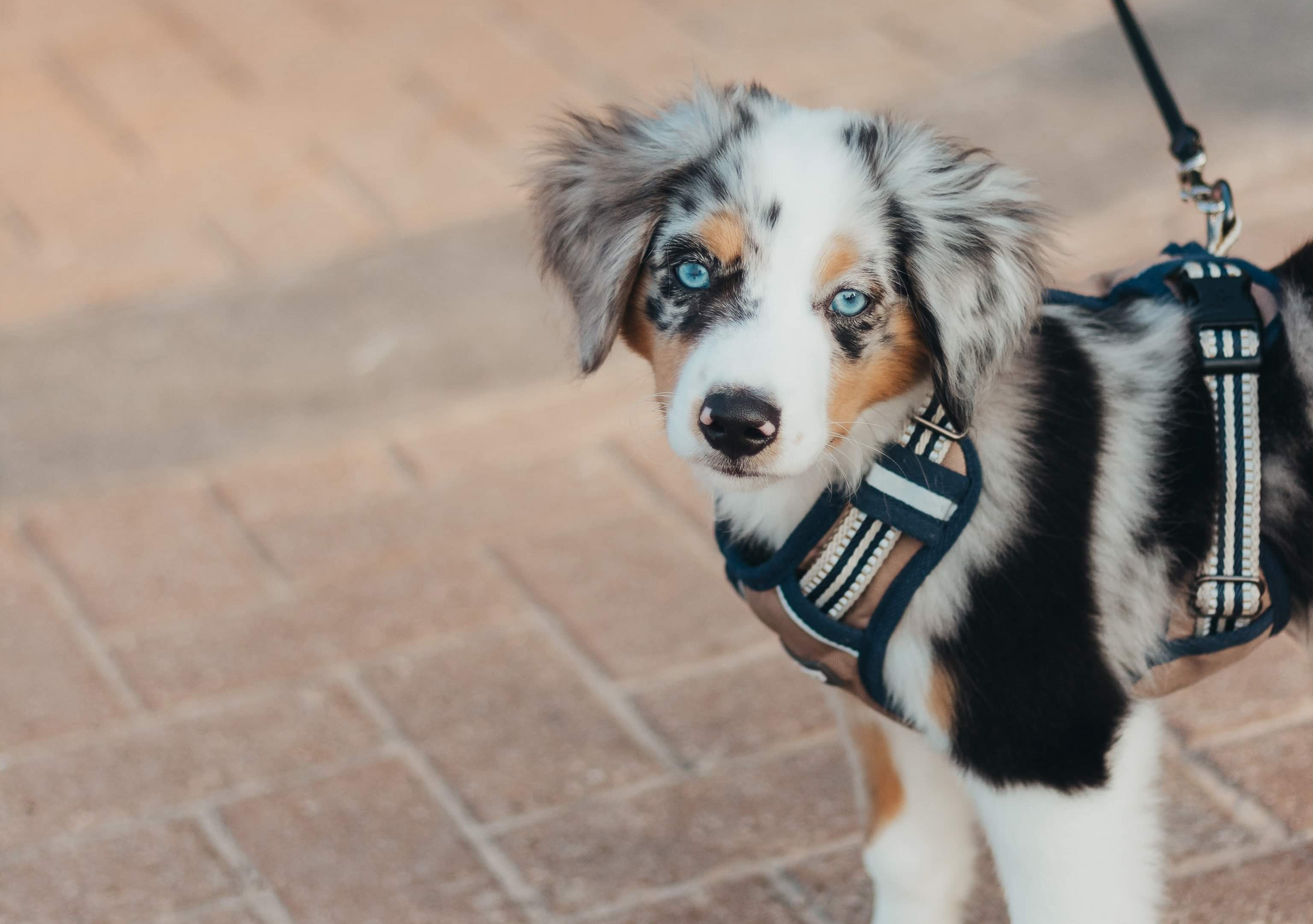 Using a Retractable Leash with Small Dogs: Main to Know