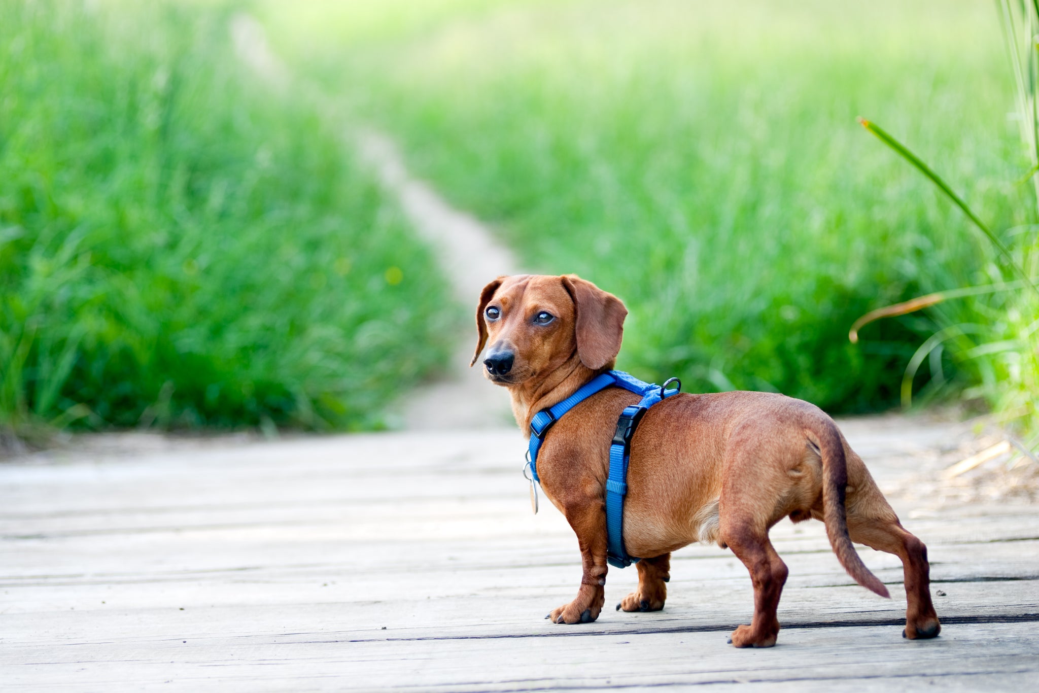What Age Can You Start Using a Dog Harness?