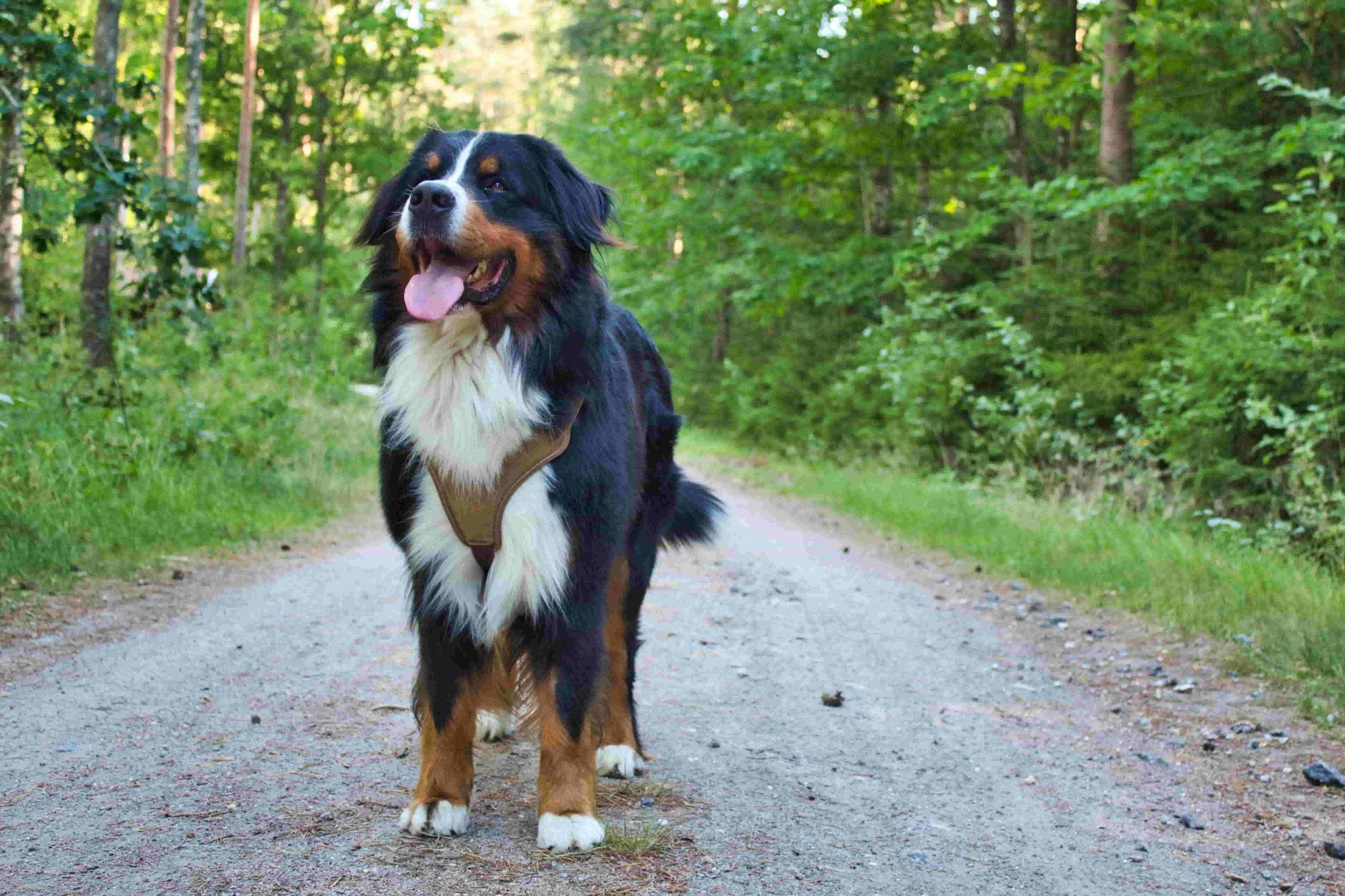 How to Choose the Right Harness for a Long-Haired Dog