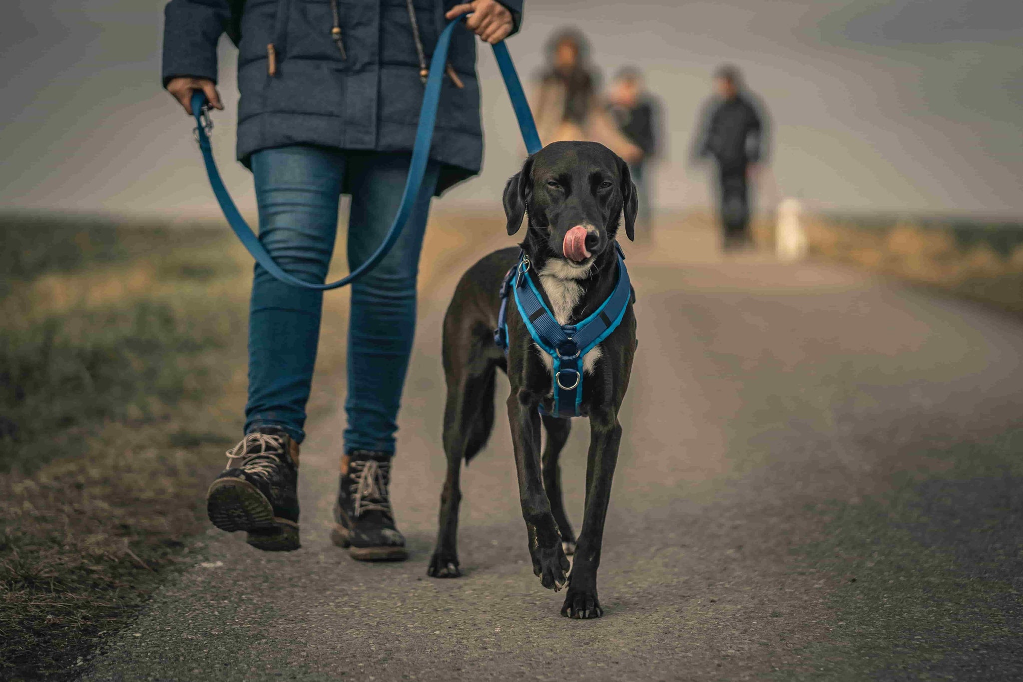 What’s the Best Harness with a Handle for Large Dog Breeds?