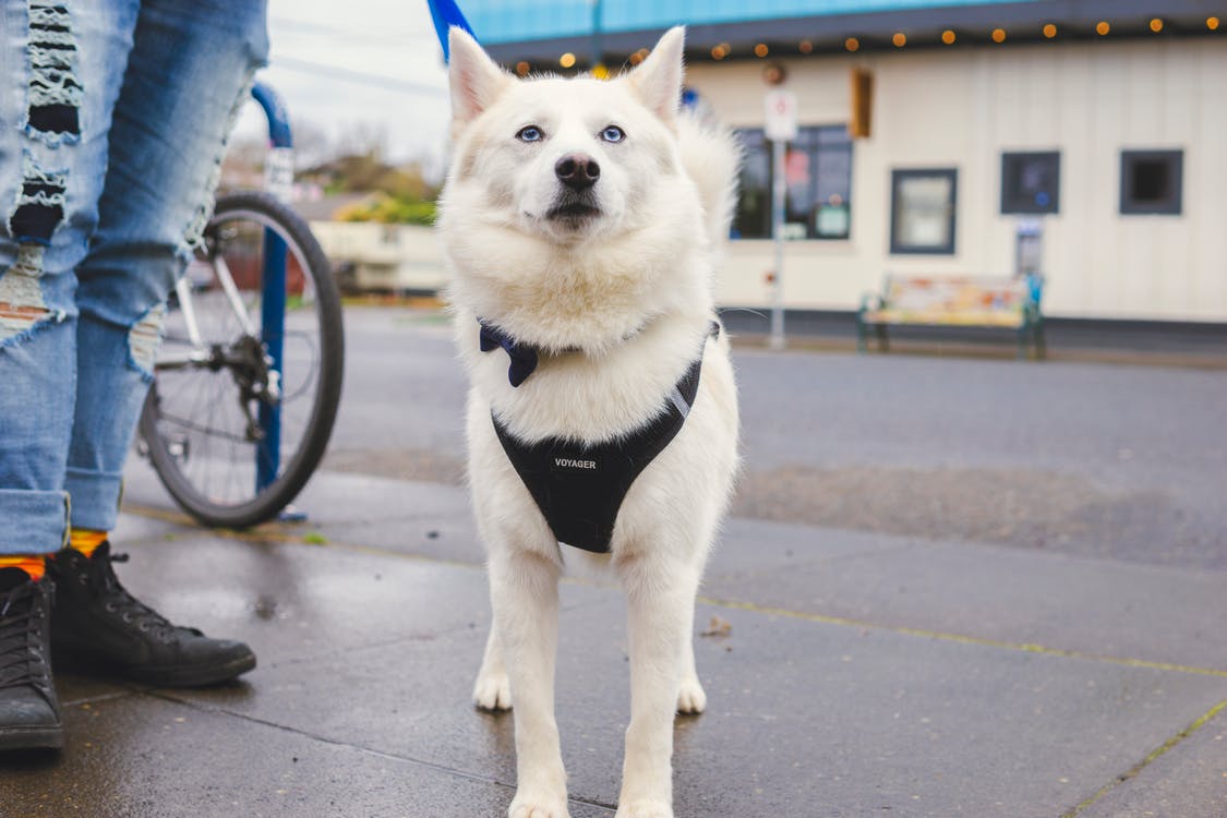 Which Brand Makes the Best Dog Harnesses?